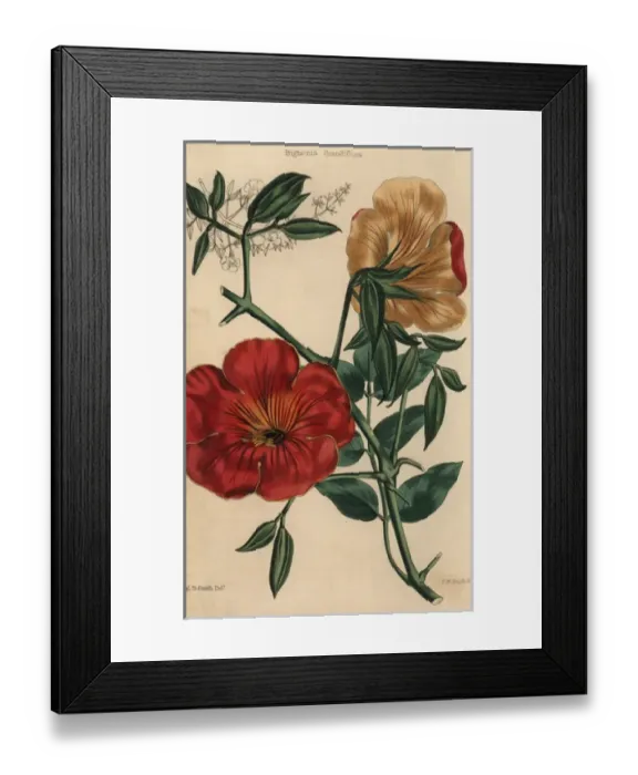 Framed Print : Scarlet flowered trumpet-flower, Bignonia grandiflora Framed Print : Scarlet flowered trumpet-flower, Bignonia grandiflora