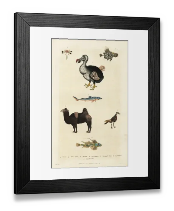 Framed Print : Dodo, Raphus cucullatus, with camel, dragonfly and dogfish Framed Print : Dodo, Raphus cucullatus, with camel, dragonfly and dogfish