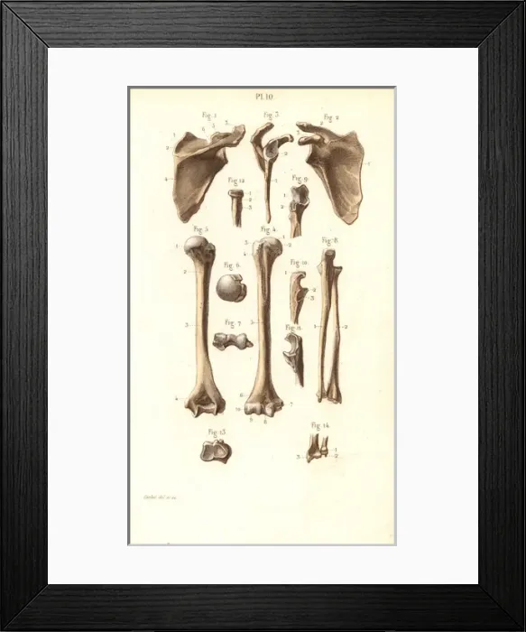 Framed Print : Shoulder blade and arm bones: scapula, humerus Framed Print : Shoulder blade and arm bones: scapula, humerus