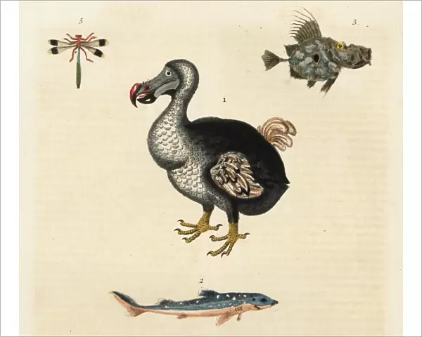 Dodo, Raphus cucullatus, extinct