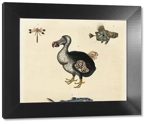 Dodo, Raphus cucullatus, extinct