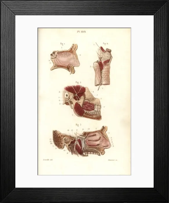 Framed Print : Olfactory and maxillary nerves Framed Print : Olfactory and maxillary nerves