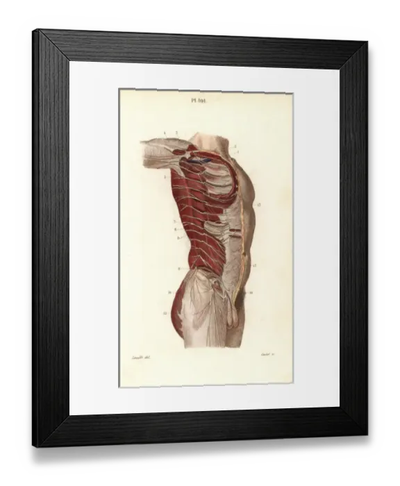 Framed Print : Intercostal nerves Framed Print : Intercostal nerves