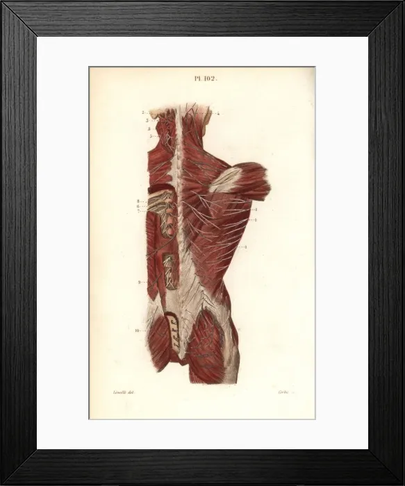 Framed Print : Nervous system to the back Framed Print : Nervous system to the back