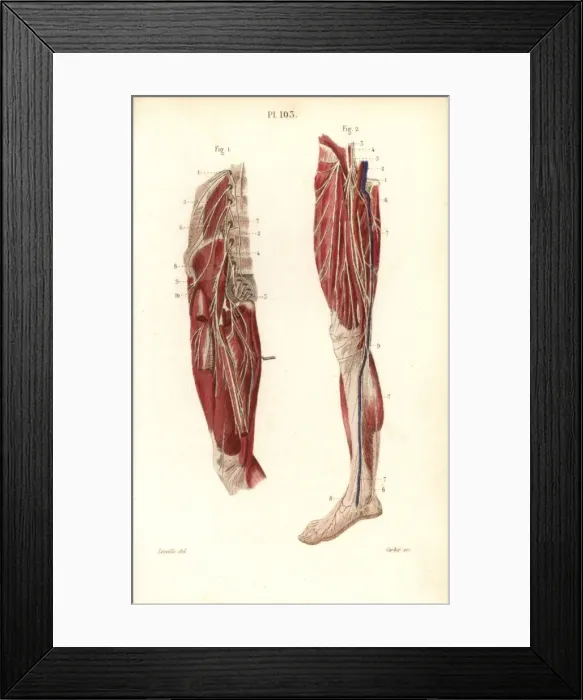 Framed Print : Lumbar plexus and crural nerves