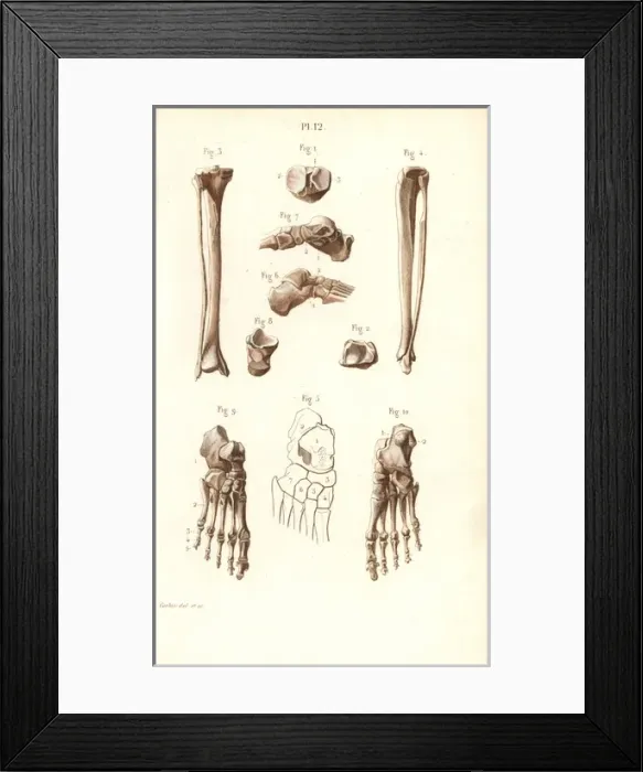 Framed Print : Leg, ankle and foot bones Framed Print : Leg, ankle and foot bones