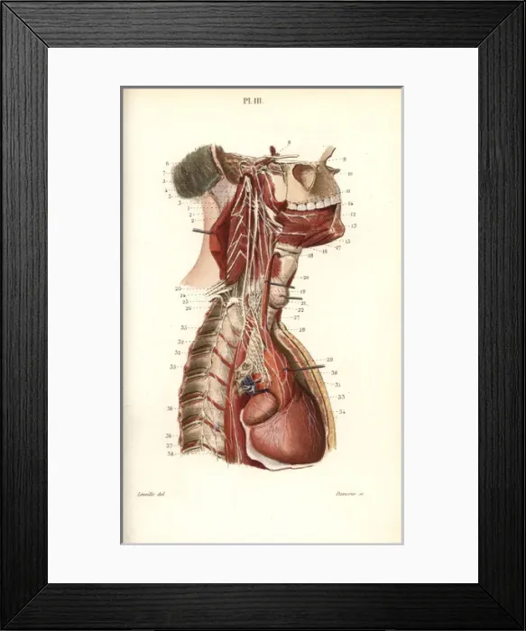 Framed Print : Sympathetic nervous system in the cardiac plexus Framed Print : Sympathetic nervous system in the cardiac plexus