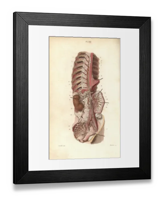Framed Print : Sympathetic nervous system in the thoracic Framed Print : Sympathetic nervous system in the thoracic