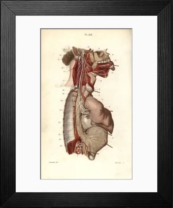 Framed Print : Glossopharyngeal nerve Framed Print : Glossopharyngeal nerve