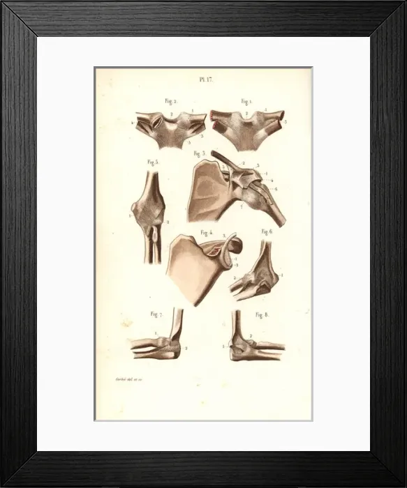 Framed Print : Shoulder and elbow joints Framed Print : Shoulder and elbow joints
