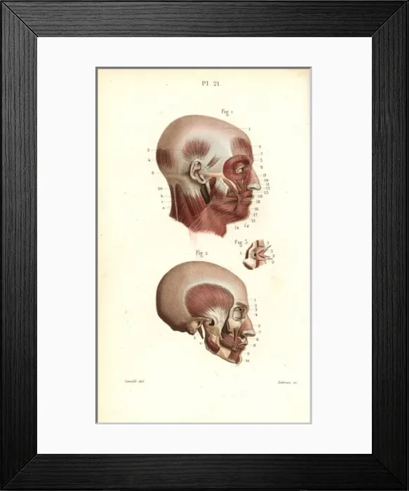 Framed Print : Muscles of the head Framed Print : Muscles of the head