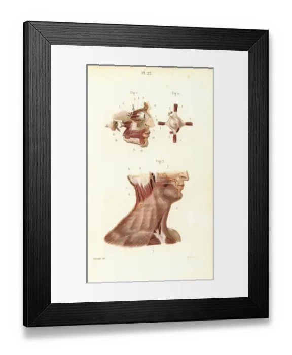 Framed Print : Face, eye and neck muscles Framed Print : Face, eye and neck muscles
