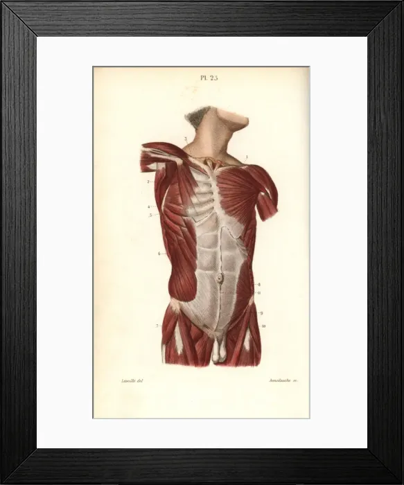 Framed Print : Muscles of the male torso Framed Print : Muscles of the male torso