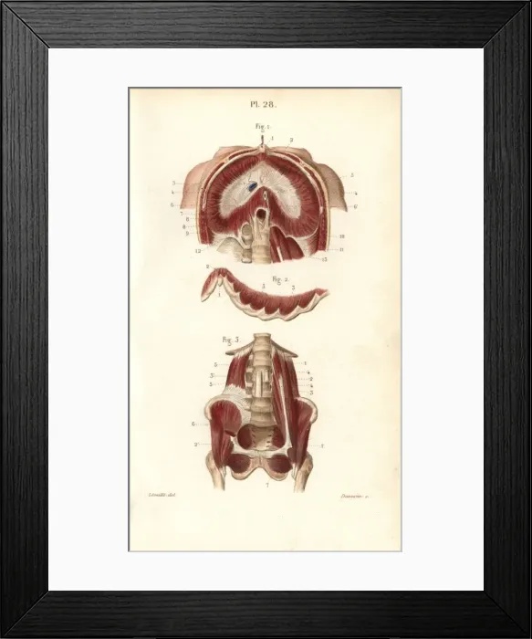 Framed Print : Muscles of the diaphragm, ribs and pelvis Framed Print : Muscles of the diaphragm, ribs and pelvis