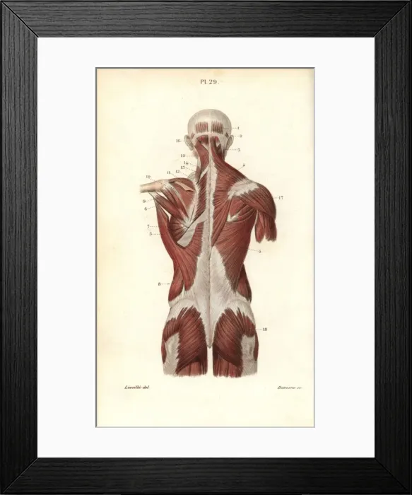 Framed Print : Muscles of the back and torso Framed Print : Muscles of the back and torso
