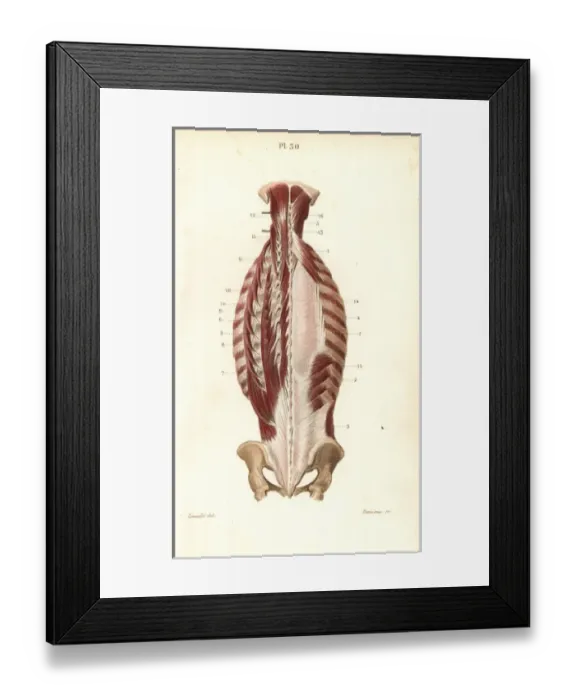 Framed Print : Inner muscles of the back Framed Print : Inner muscles of the back