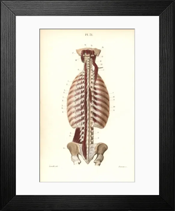 Framed Print : Deepest inner muscles of the back Framed Print : Deepest inner muscles of the back