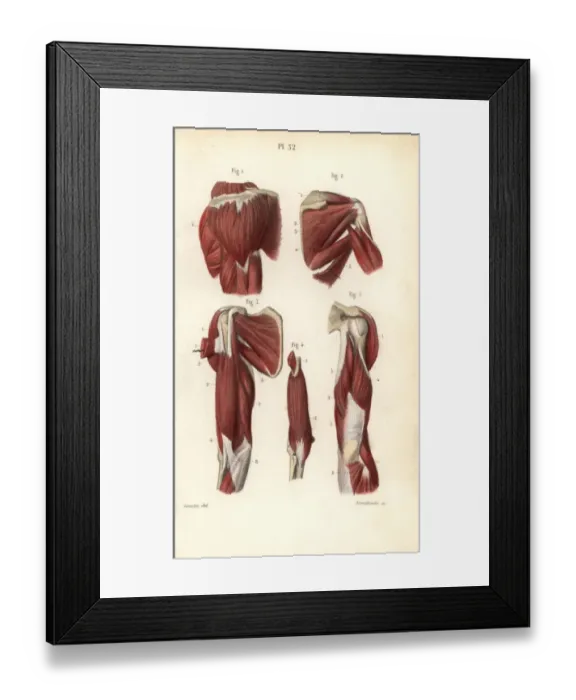 Framed Print : Muscles of the shoulders and arms Framed Print : Muscles of the shoulders and arms