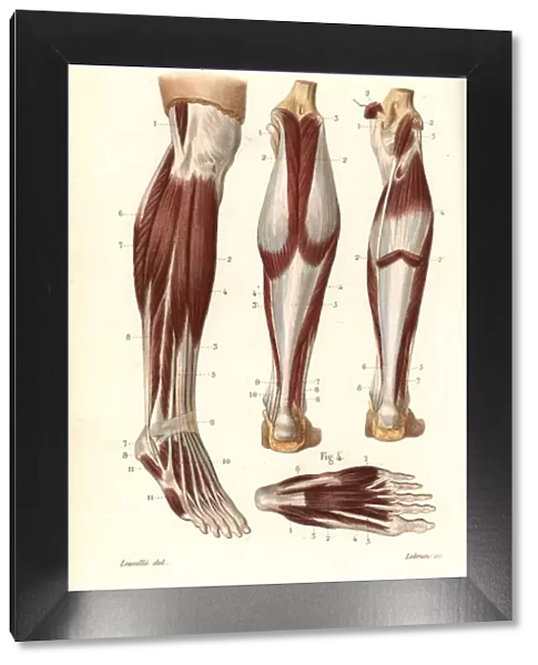 Muscles and tendons of the leg and foot