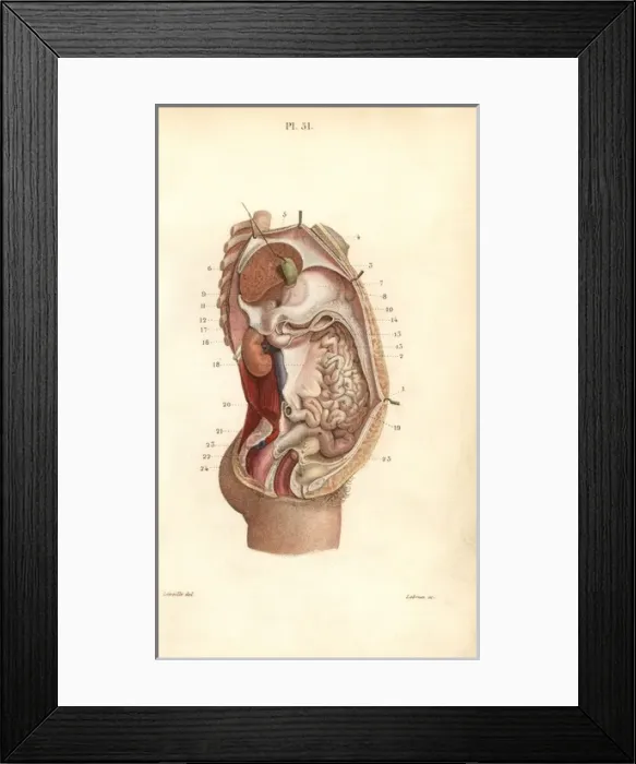 Framed Print : Section through the abdomen Framed Print : Section through the abdomen