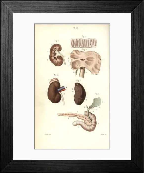 Framed Print : Spleen, kidneys, cecum, bile and pancreas ducts Framed Print : Spleen, kidneys, cecum, bile and pancreas ducts