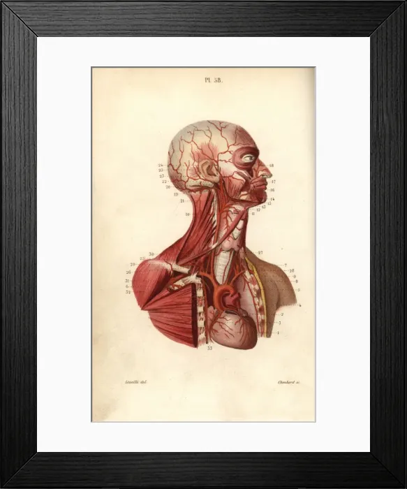 Framed Print : Circulatory system from heart to head Framed Print : Circulatory system from heart to head