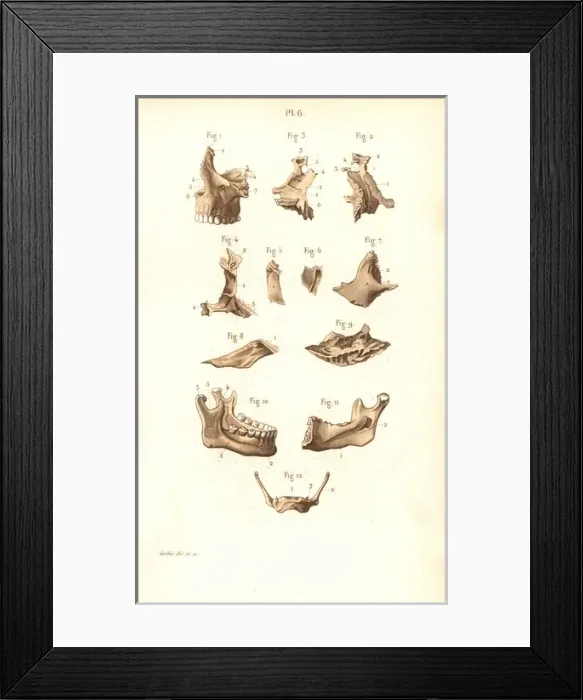 Framed Print : Jaw bones.. Handcolored steel engraving from Dr Framed Print : Jaw bones.. Handcolored steel engraving from Dr