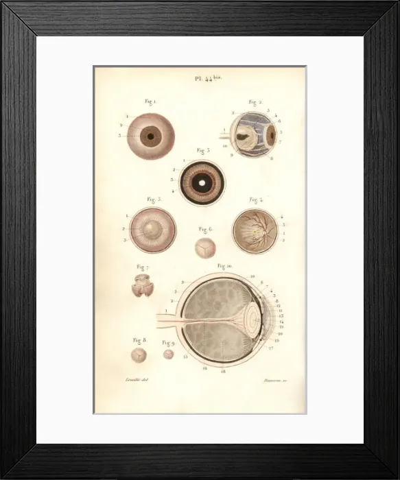 Framed Print : Sections of the eyeball and its membranes Framed Print : Sections of the eyeball and its membranes