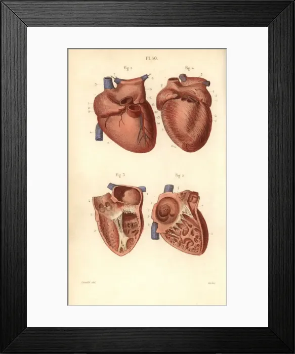 Framed Print : Sections of the heart Framed Print : Sections of the heart