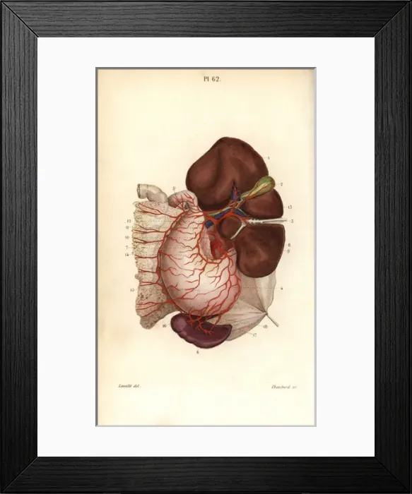 Framed Print : Circulatory system to the stomach, liver, kidney Framed Print : Circulatory system to the stomach, liver, kidney