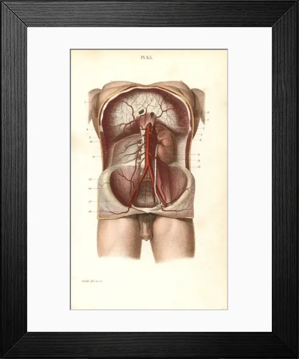 Framed Print : Circulatory system to the abdomen Framed Print : Circulatory system to the abdomen