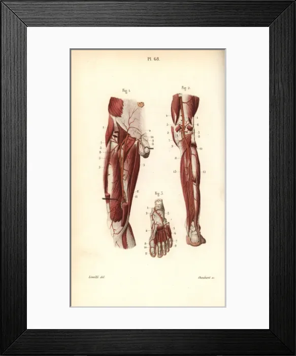 Framed Print : Circulatory system to the leg and foot Framed Print : Circulatory system to the leg and foot