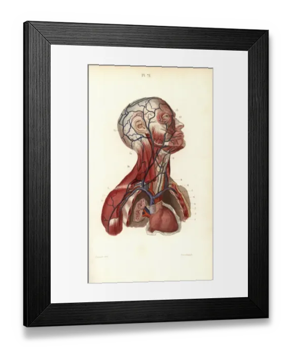 Framed Print : Circulatory system to the head and torso Framed Print : Circulatory system to the head and torso