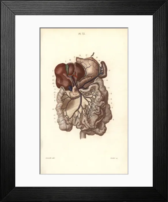 Framed Print : Veins to the stomach, liver and intestines Framed Print : Veins to the stomach, liver and intestines