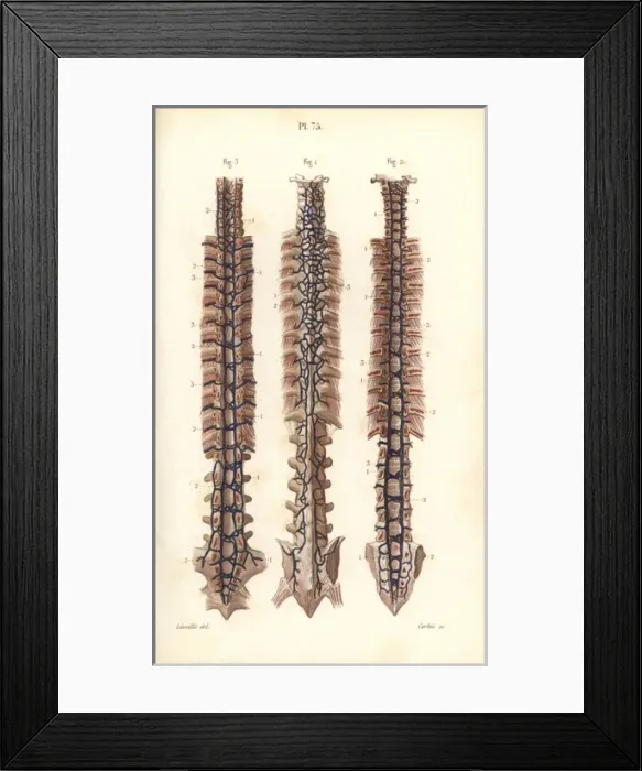 Framed Print : Veins to the spine Framed Print : Veins to the spine