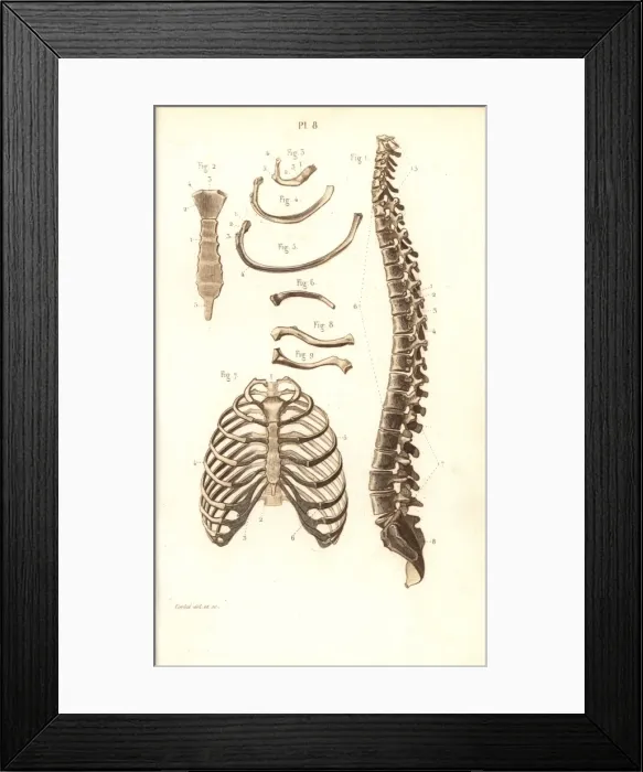 Framed Print : Spine, ribs, vertebrae and sternum Framed Print : Spine, ribs, vertebrae and sternum