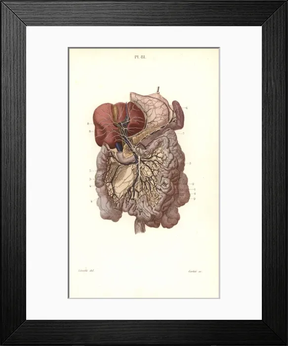 Framed Print : Lymphatic system to the abdomen Framed Print : Lymphatic system to the abdomen