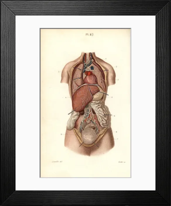 Framed Print : Lymphatic system to the thorax and abdomen Framed Print : Lymphatic system to the thorax and abdomen