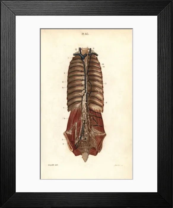 Framed Print : The thoracic canal Framed Print : The thoracic canal