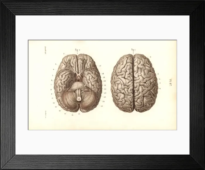 Framed Print : Brain from above and below Framed Print : Brain from above and below