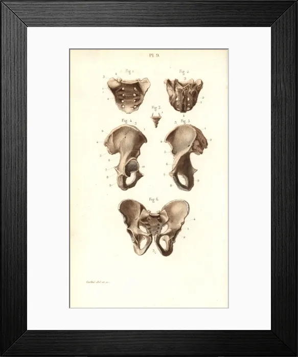Framed Print : Sacrum, coccyx and pelvis bones Framed Print : Sacrum, coccyx and pelvis bones