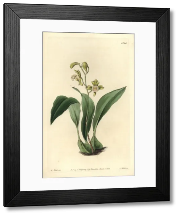 Framed Print : Bifrenaria racemosa orchid Framed Print : Bifrenaria racemosa orchid