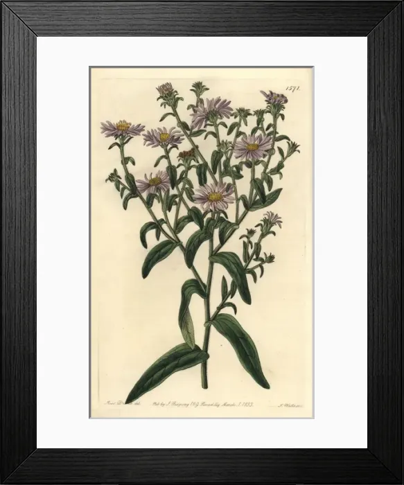Framed Print : New York aster, Symphyotrichum novi-belgii Framed Print : New York aster, Symphyotrichum novi-belgii