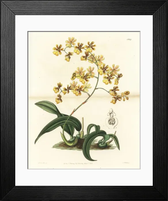 Framed Print : Oncidium auricula orchid Framed Print : Oncidium auricula orchid