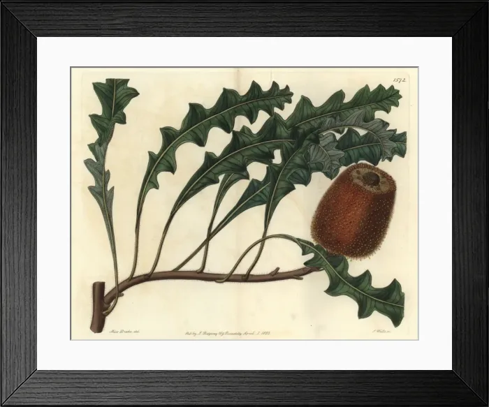 Framed Print : Prostrate banksia, Banksia gardneri Framed Print : Prostrate banksia, Banksia gardneri