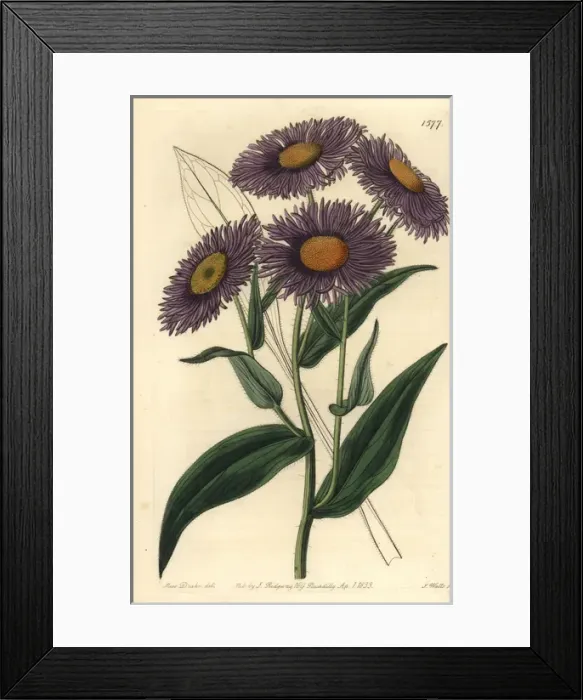 Framed Print : Aspen fleabane, Erigeron speciosus Framed Print : Aspen fleabane, Erigeron speciosus