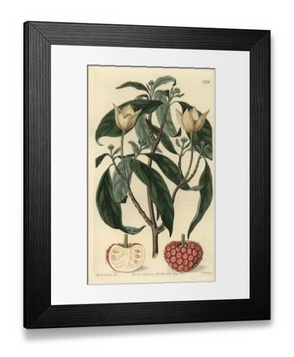 Framed Print : Himalayan strawberry tree, Cornus capitata Framed Print : Himalayan strawberry tree, Cornus capitata