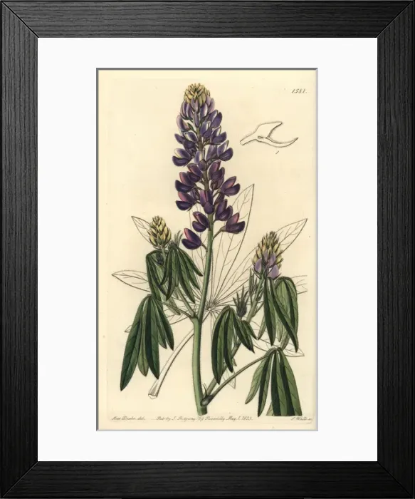 Framed Print : Mexican lupine, Lupinus elegans Framed Print : Mexican lupine, Lupinus elegans