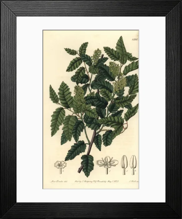 Framed Print : Schinus latifolia tree Framed Print : Schinus latifolia tree