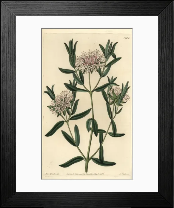 Framed Print : Forest riceflower, Pimelea sylvestris Framed Print : Forest riceflower, Pimelea sylvestris